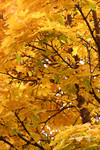 Yellow Fall Colored Leaves