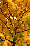 Tree Branches with Yellow Leaves