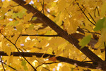 Tree with Yellow Leaves