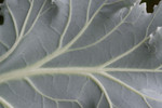 Gray Ornamental Cabbage Leaf
