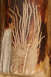 European Elm Bark Beetle Trails on Wood
