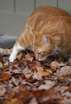 Cat Smelling Fall Leaves On the Ground