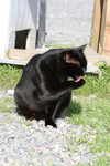 Black Cat Grooming Itself