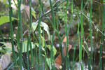 Horsetail Reeds