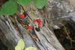 Wild Blackberries Over a Wooden Stump
