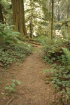 Path Through a Redwood Forest