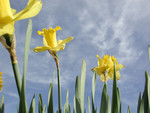 Yellow Daffodils Against a Blue Sky