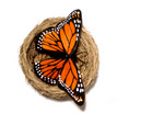 Butterfly in a Nest