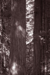 Redwood Trees in a Forest