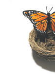 Butterfly on a Nest