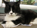 Tuxedo Cat on Newspaper