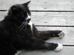 Tuxedo Cat Lying on a Porch