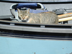 Cat in a Boat