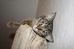 Tabby Cat on a Cat Perch