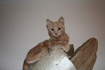 Orange Kitten on a Cat Perch