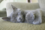 Gray Kitten Sleeping