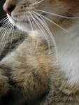 Closeup of a Cat