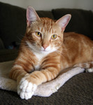Orange Cat Sitting With His Paws Crossed