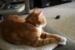 Orange Cat Resting With His Paws Crossed