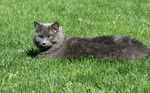 Gray Cat Lying on Grass