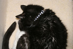 Sleeping Tuxedo Cat