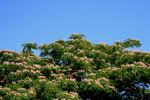 Mimosa Tree