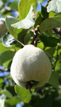 Fuzzy Pear on a Pear Tree