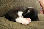 Tuxedo Kitten Sleeping