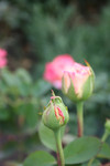 Different Stages of Pink Roses