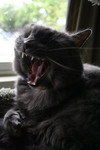 Yawning Gray Cat