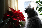 Silver Cat Smelling a Poinsettia Plant