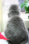 Silver Cat Looking Out a Window