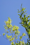 Black Bamboo Stalks Against a Blue Sky