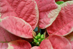 Leaves on a Pink and White Poinsettia Plant