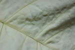 Texture of a White Poinsettia Leaf
