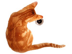 Orange Cat Looking Down a Drain
