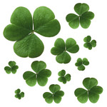 Clover Leaves on a White Background