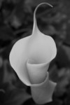 Calla Lily With a Curl