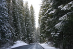 Winter Road and Trees in Rogue River National Forest