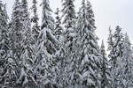 Snow Covered Trees, Rogue River National Forest
