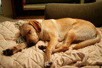 Yellow Lab Dog Sleeping on a Couch