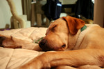 Yellow Labrador Dog Sleeping on a Couch