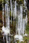 Icicles on a Mossy Hillside