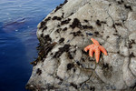 Orange Starfish on a Rock