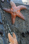 Two Starfish on a Rock