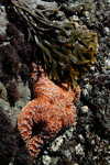 Orange Starfish at Harris Beach State Park