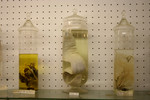 Sea Creatures in Jars in a Museum