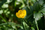 Yellow Buttercup Flower