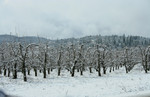Pear Orchard in Snow, Jacksonville, Oregon