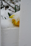 Yellow Daffodil, Resting on a Fence, Covered in Snow